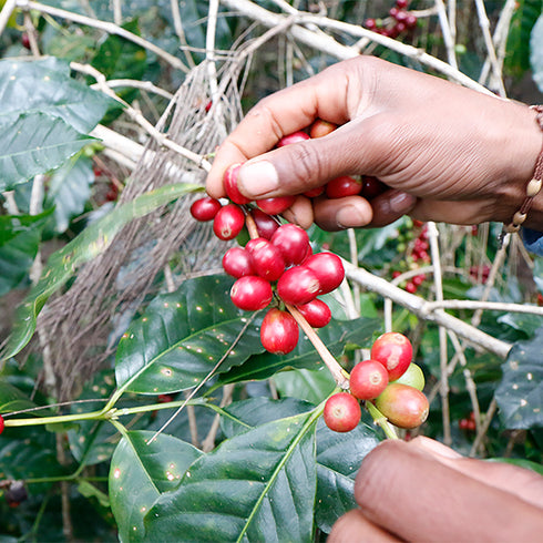 JAS Organic Timor-Leste Kocamau